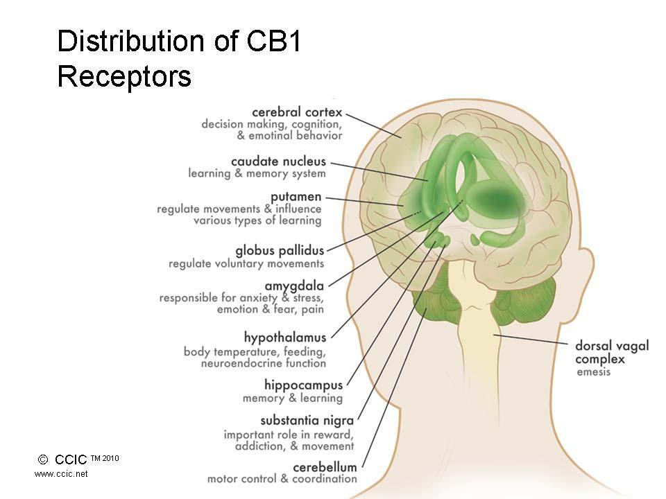 CANNABINOID RECEPTORS CB1 receptor G protein receptor that serves as a target for both endocannabinoids and phytocannabinoids. 10 times more prevalent in the CNS as compared to the μ opioid receptor.
