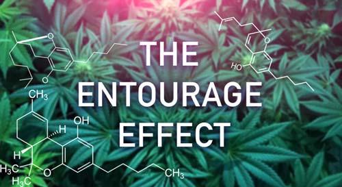 THE ENTOURAGE EFFECT The enhancement of cannabinoid effects by non cannabinoid components.