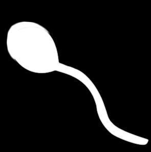 On this basis, AndroVision determines the percentage of sperm with damaged and intact acrosomes. Acrosome Integrity why analyse?