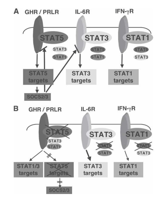 Aim2: Cross Inhibition between STAT molecules In vitro (MLR) Hypothesis 2: STAT6 is erroneously recruited on the receptors binding sites of IFN-I and -II or IL-12 and inhibits the binding of STAT1
