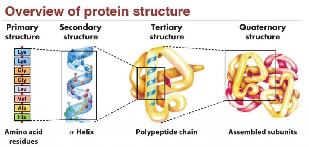 extended, forming rods or fibers. Proteins with a fibrous tertiary structure contain a large amount of ordered secondary structure (either α-helix or β-sheet).