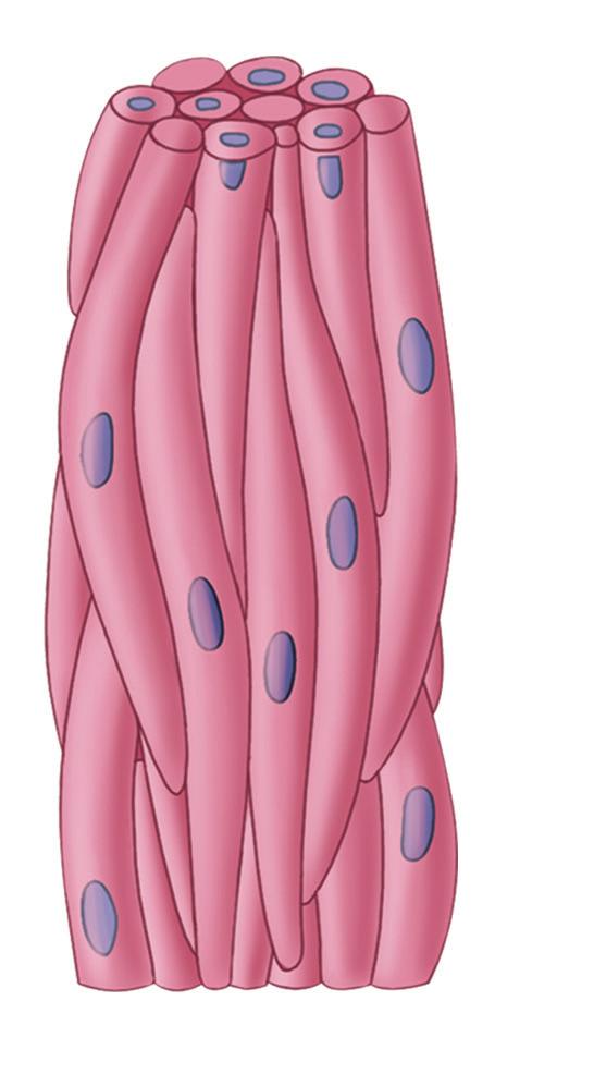 3. CARDIAC MUSCLE The given slide / picture is identified as cardiac muscle. Notes: This contractile tissue is present in the heart.