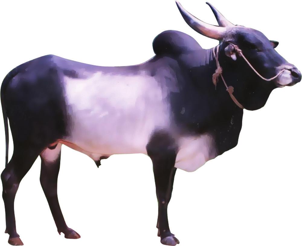 VII. Identify the photograph / picture G and write its economic importance 1. KANGAYAM BULL The photograph kept for identification is Kangayam bull. Economic importance: 1.