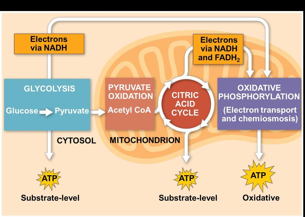 The Stages of Cellular Respiration: A Preview Harvesting of energy from glucose has three stages Glycolysis (breaks down glucose into two