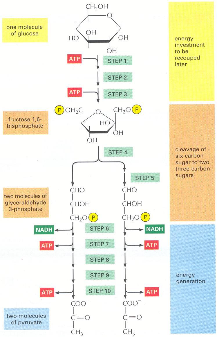 Outline of Glycolysis Fig.