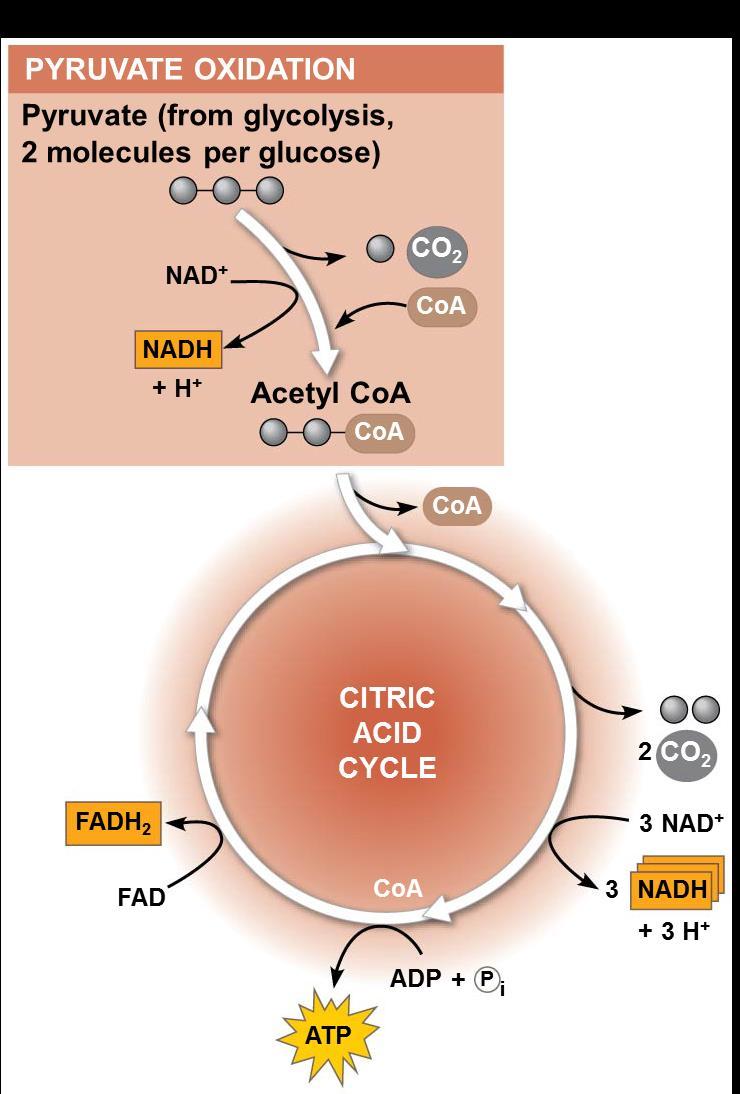 The Citric Acid Cycle a) The citric acid cycle, also called the Krebs cycle, completes the break down of pyruvate