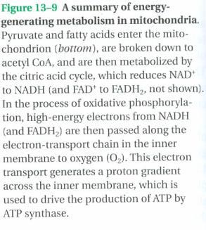 Following glycolysis and the citric acid cycle, NADH and FADH 2 account for most of the energy