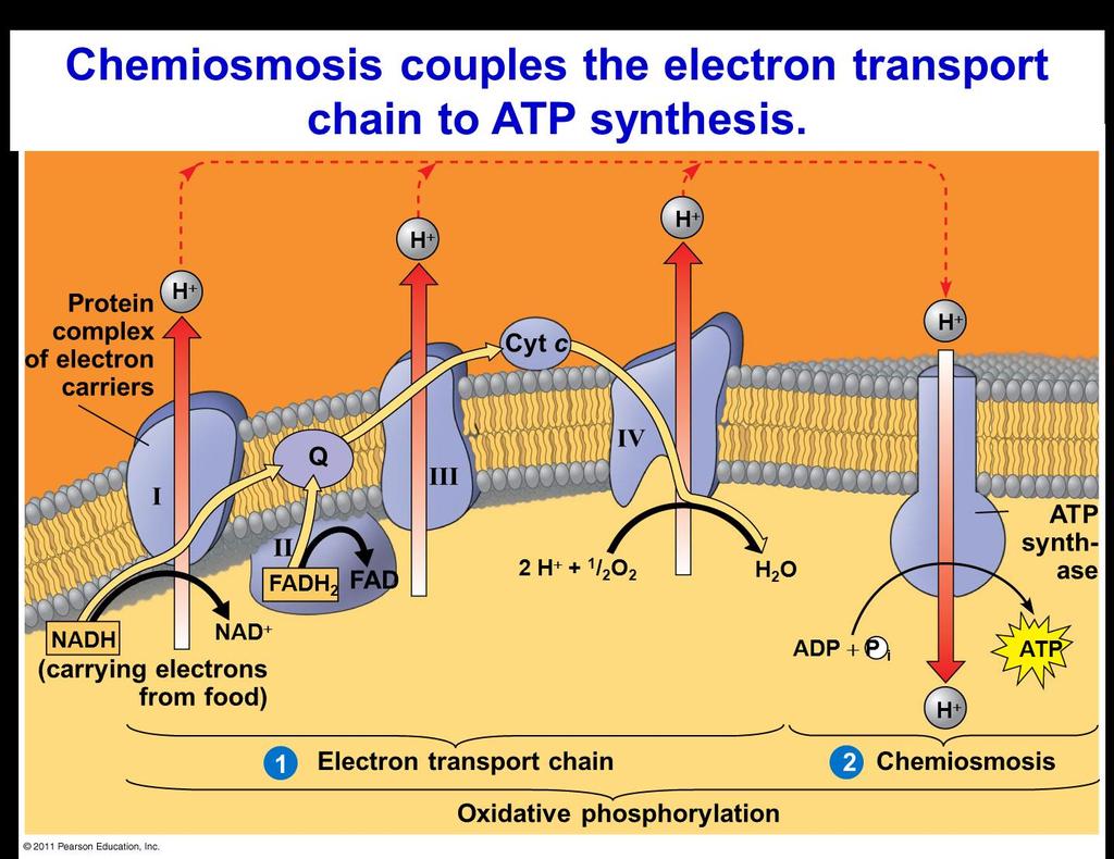 The energy stored in a H + gradient across a membrane couples the redox reactions of the electron transport chain to
