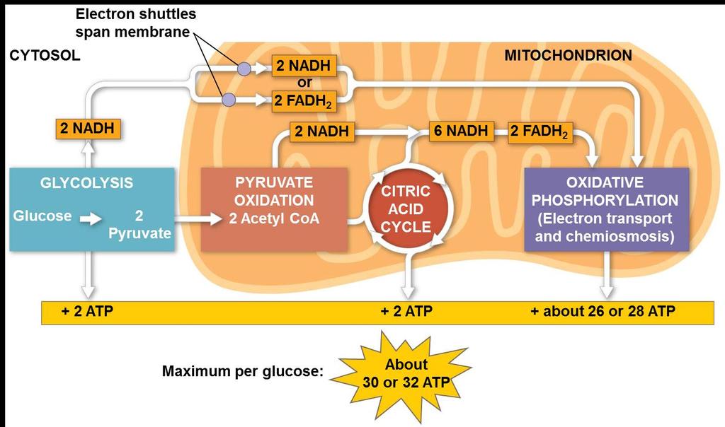 ATP yield per molecule of glucose at each stage of cellular respiration. Figure 10.16 (1) One NADH: 10 H + 수송 2.