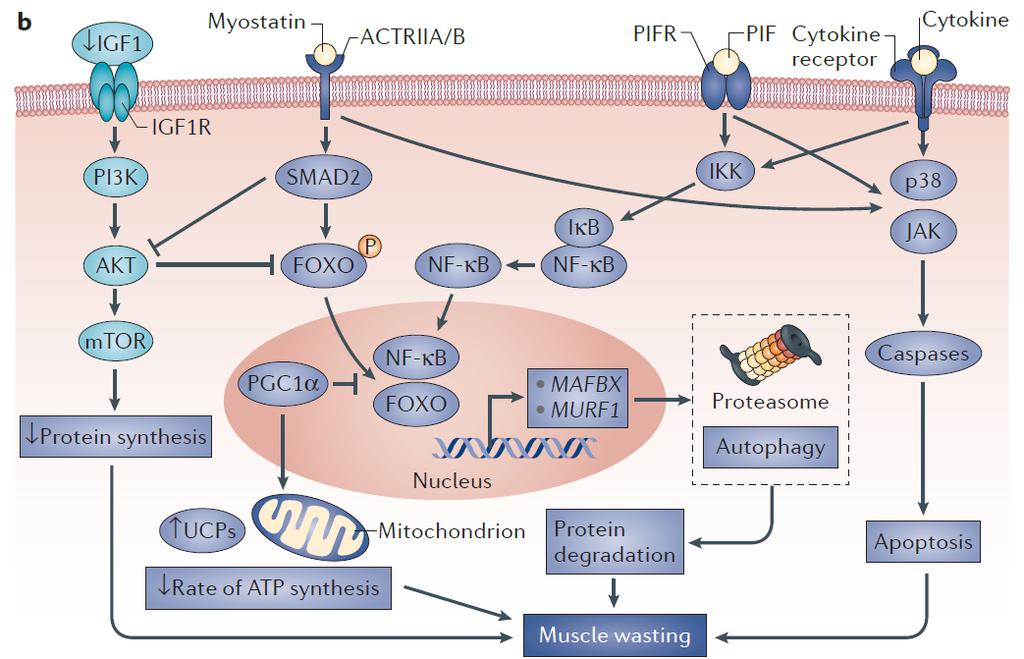 Cancer Cachexia Skeletal Muscle Metabolism Uncoupling proteins (UCPs) in skeletal muscle and BAT may play a role in the increased