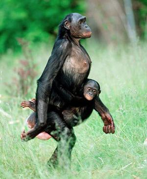 Much of the information on chimps is also applicable to bonobos, but Bonobos walk upright more often Bonobos are more peaceful and share