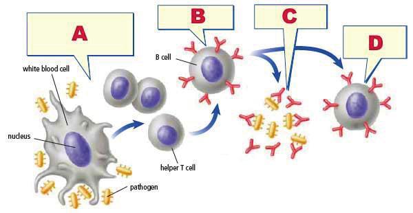 5. Refer to the images at the right to answer the following: a. Which immune response in shown: cell mediated or humoral? Explain how you know. Page 36 AP Biology: 2013 Exam Review b.