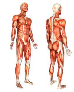 Voluntary Muscles Pectorals Bicep External Obliques Abdominals Hip Flexors Quadriceps