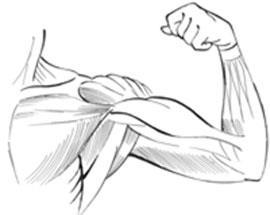 Antagonistic muscle action The fixed or non-moving end is known as the origin. The insertion is known as the moving end.