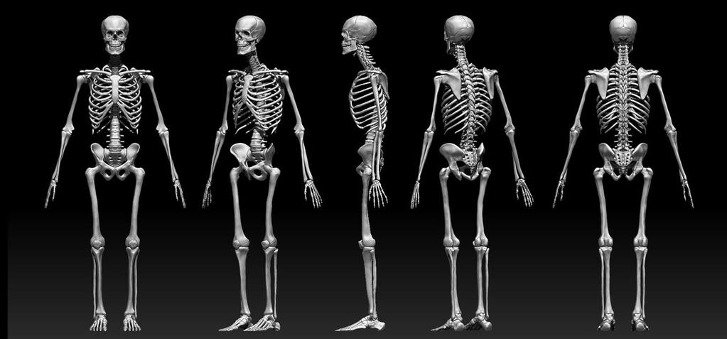 Skeletal System Without your skeleton you would be a shapeless sack