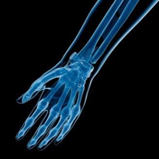 Skeletal System Structure Hand Foot Scapula Vertebral