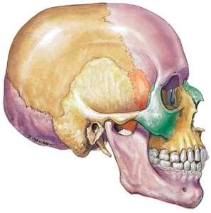 Lateral View of Skull Parietal bones and squamous part of temporal bone form most of side of skull Squamous suture: joins the parietal and temporal bone Features of the temporal bone External
