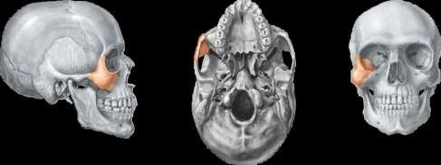 Landmark Frontal Infraorbital margin Temporal Zygomaticofacial foramen