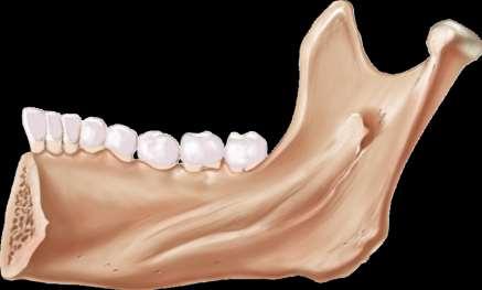 Corner between the body and ramus Molars Premolars Canine Incisors Body Mandibular notch Mandibular condyle Condylar Medial view Coronoid
