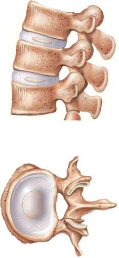 Intervertebral Disks Intervertebral disk Vertebral body Annulus fibrosus Nucleus pulposus Intervertebral foramen Annulus fibrosus Nucleus pulposus (a) Lateral view (b) Superior view Located between