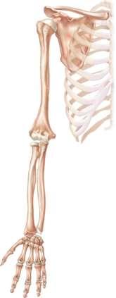 7.3 Appendicular Skeleton Girdles Pectoral or shoulder Pelvic Upper Limbs Arm Forearm Wrist Hand Lower Limbs Thigh Leg Foot Ulna Radius Anterior view Carpal bones Metacarpal bones
