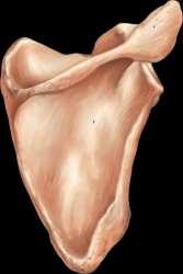 Infraglenoid tubercle Lateral (axillary) border Inferior angle Acromial (lateral) end (a) Anterior