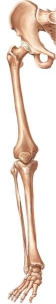 Sacrum Coxal bone Pelvic girdle Femur Patella Tibia Lower limb