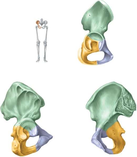 Coxal Bones Ilium Acetabulum Cartilage in young pelvis Pubis Ischium Obturator foramen (a) Lateral view Tubercle of iliac crest Posterior superior Iliac spine Posterior inferior iliac spine Greater