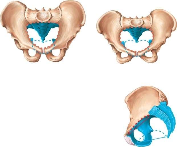 Comparison of the Male and Female Pelvis Pelvic Inlet (red dashed line) Sacral promontory Pelvic brim Symphysis pubis Subpubic angle Ischial spine Coccyx Symphysis pubis