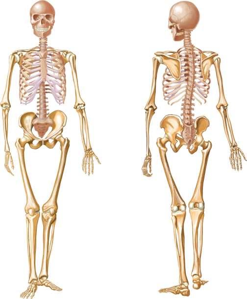 The Complete Skeleton Axial Skeleton Appendicular Skeleton Axial Skeleton Skull Skull Mandible Hyoid bone Mandible Clavicle Scapula Sternum Ribs Humerus Ribs Vertebral column Sacrum Ulna