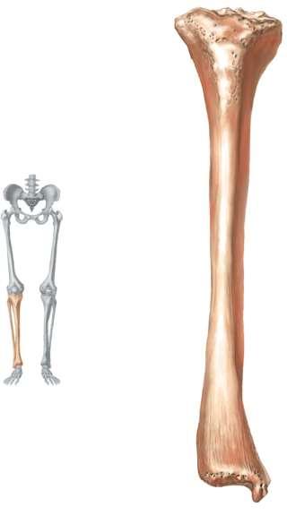 Leg Intercondylar eminence Lateral condyle Apex Head Proximal articulation of tibia and fibula Distal articulation of tibia and fibula Lateral malleolus Fibula Anterior view Medial condyle Tibial