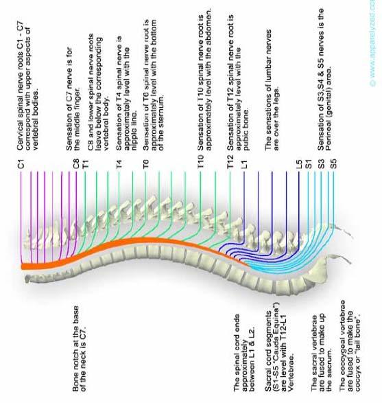 Anatomy Review: Vertebrae and Spinal nerves http://www.