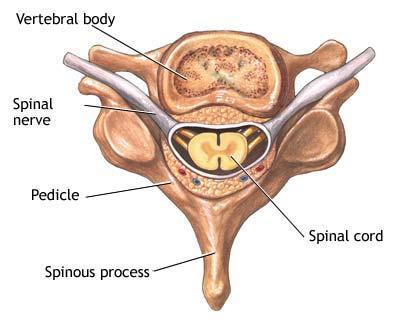 Eisen, A. Anatomy and localization of spinal cord disorders.