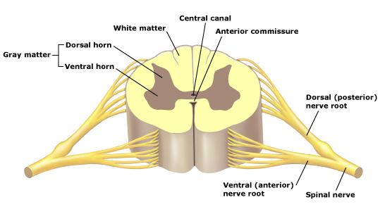 Anatomy Review: Cross section of spinal cord Spinal nerves Posterior