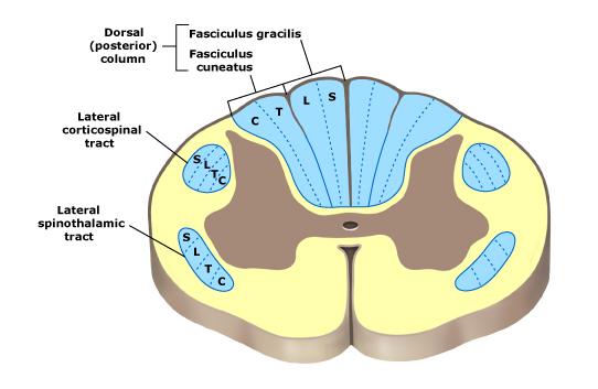 Anatomy Review: Cross section of spinal cord White matter tracts Posterior