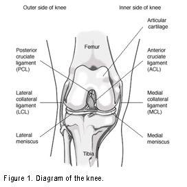 The weight-bearing surface of the knee is covered by a layer of articular cartilage.