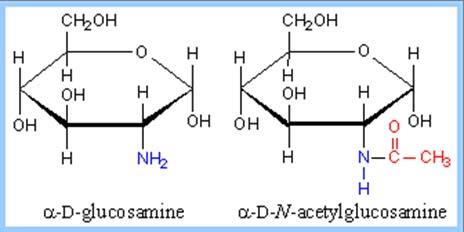 Sugar derivatives: Amino sugar Amino sugar - an amino group substitutes for one of the hydroxyls.