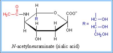 N-acetylneuraminate (sialic acid) N-acetylneuraminate, (N-acetylneuraminic acid, also called sialic acid) is often found as a terminal residue of oligosaccharide