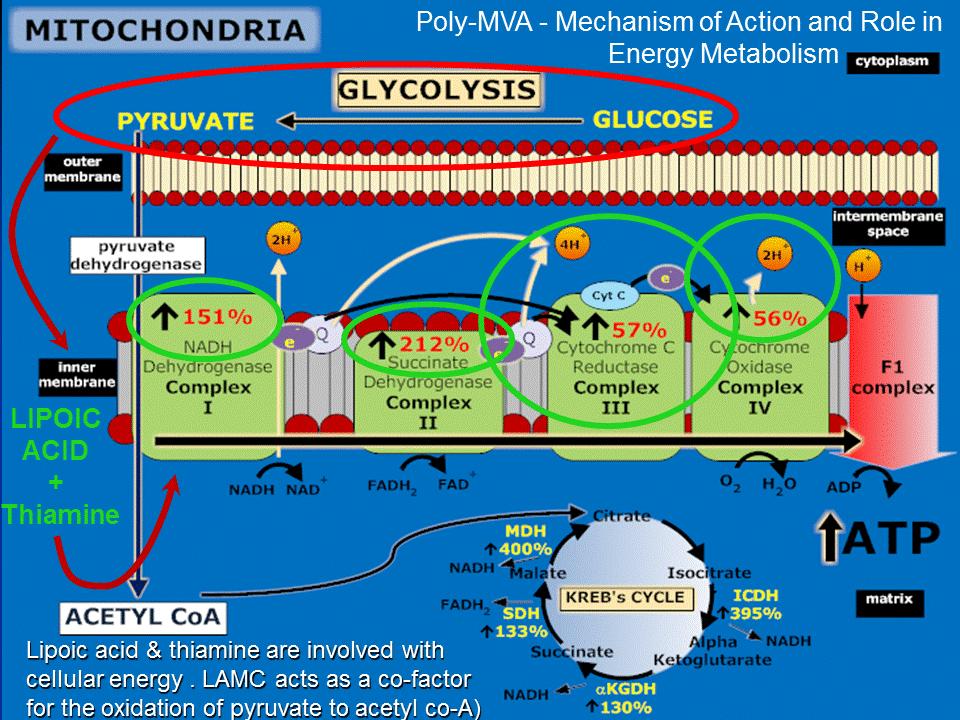 Benefit of LAMC at the Mitochondria This figure summarizes the influence of LAMC on the activities of the Krebs cycle enzymes and mitochondrial