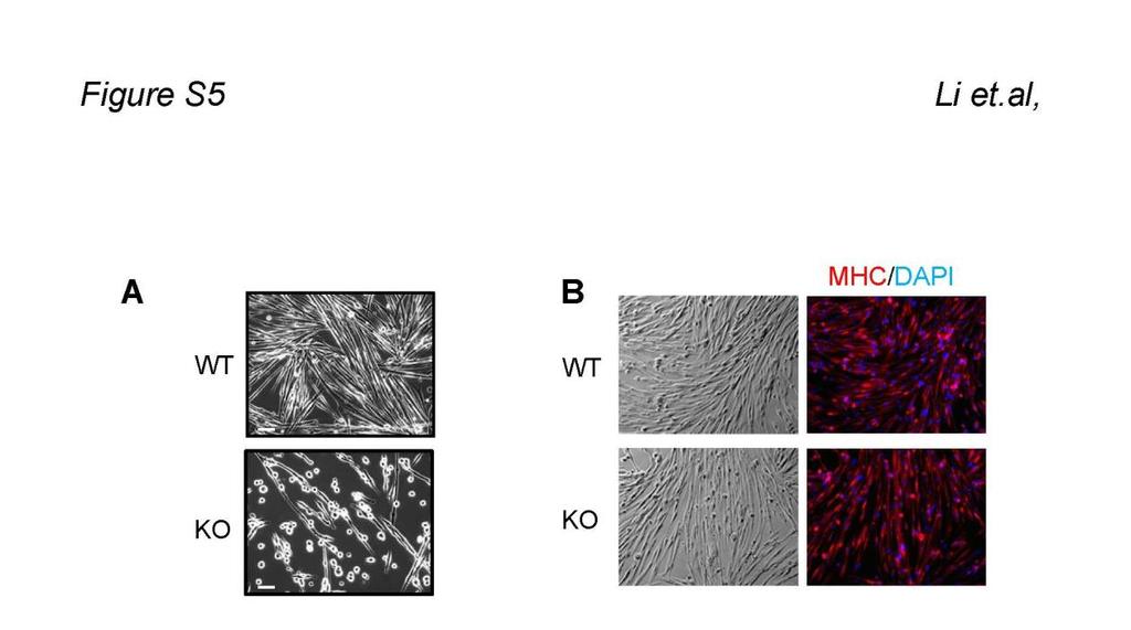 Figure S5: HMGA2 is not required for muscle terminal differentiation (A) Hmga2 KO myoblasts had reduced differentiation when cells were seeded at low density.