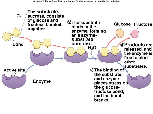sucrose & breaks disaccharide into fructose & glucose DNA polymerase builds DNA adds