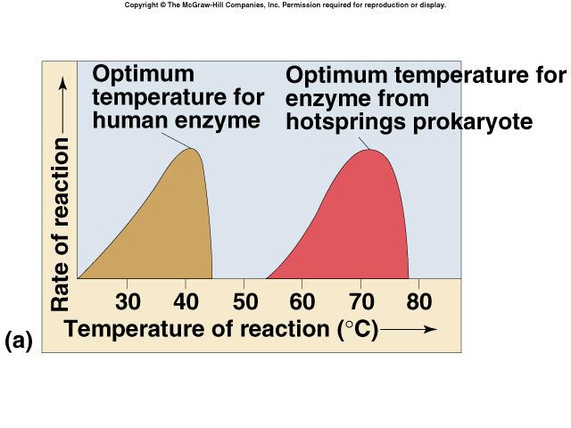 WH Enzymes and temperature Different s functional in different organisms ph Effect on rates of activity protein shape (conformation) attraction of charged amino acids ph changes changes charges