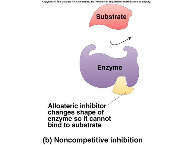 permanently changes shape of ex: nerve gas, sarin, many insecticides (malathion, parathion ) cholinesterase inhibitors doesn t breakdown the neurotransmitter, acetylcholine