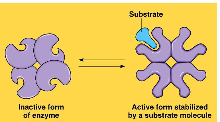 WH Cooperativity Substrate acts as an activator substrate causes conformational change in induced fit favors binding of substrate at 2