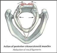 musculature and chest