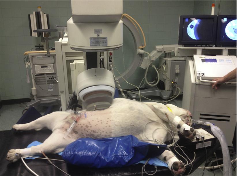 EXTRACORPOREAL SHOCK WAVE LITHOTRIPSY 32 dogs 90% success 30% require