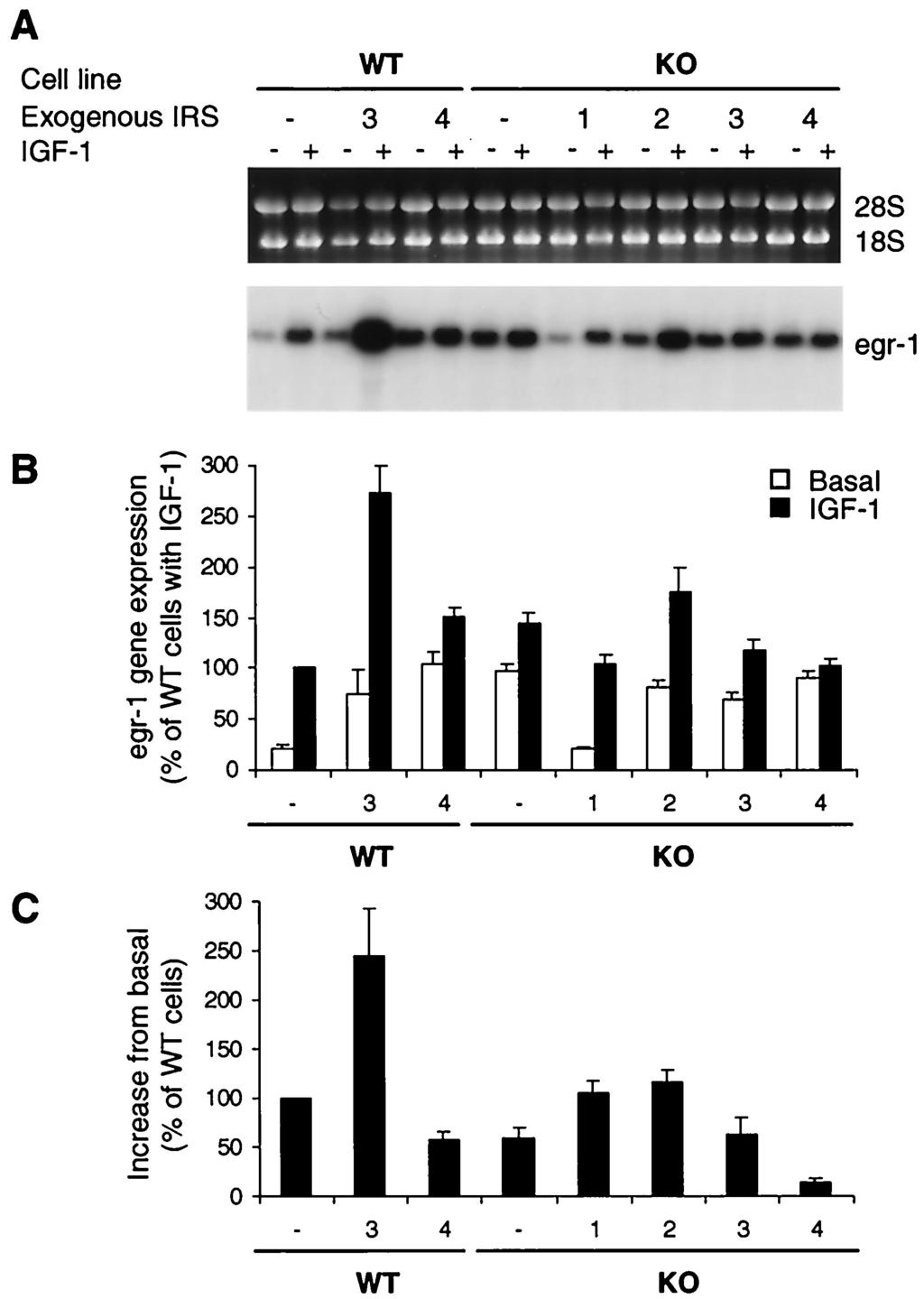 VOL. 21, 2001 ROLE OF IRS-3 AND IRS-4 IN IGF-1 SIGNALING 35 FIG. 9. Effect of IRS protein overexpression on IGF-1-induced immediate-early gene expression.