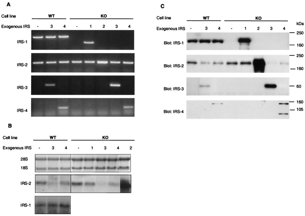 28 TSURUZOE ET AL. MOL. CELL. BIOL. FIG. 1. Expression of the four IRS proteins in various mouse embryonic fibroblast cell lines.