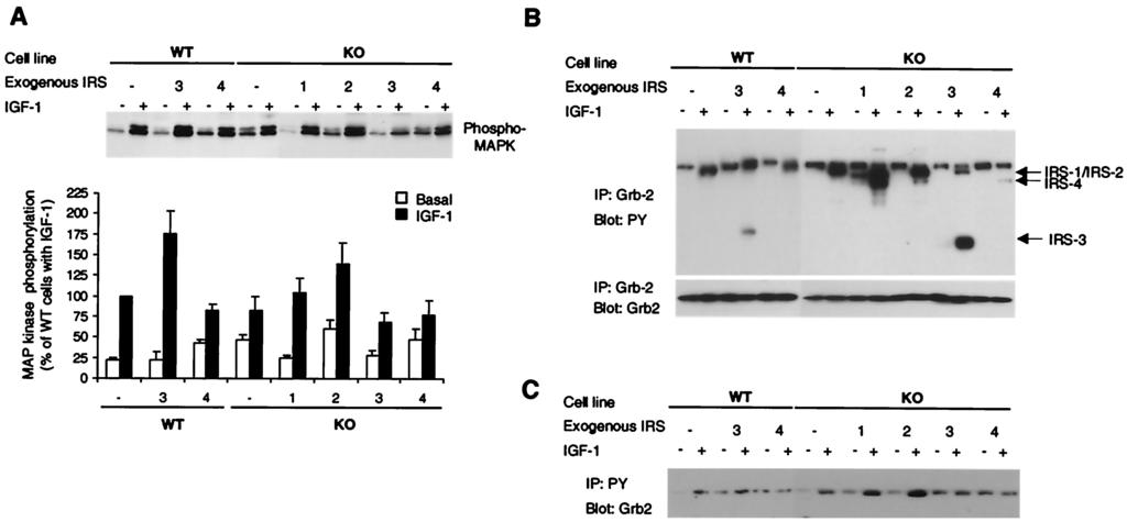 34 TSURUZOE ET AL. MOL. CELL. BIOL. FIG. 7. Effect of IRS protein overexpression on Akt phosphorylation in embryonic fibroblast cell lines.