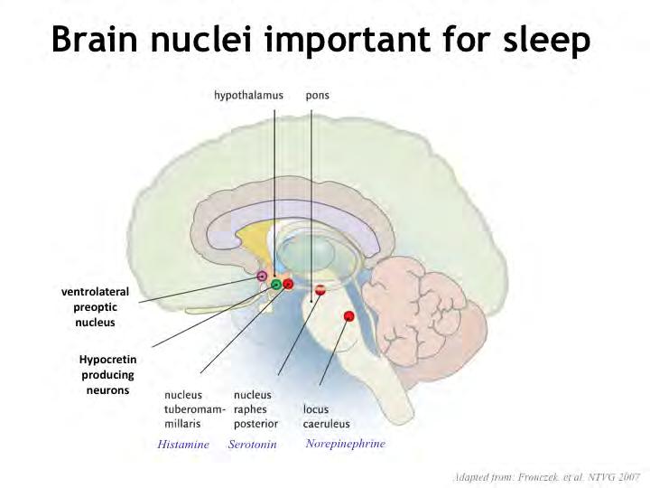 There are several brain nuclei (red in the figure) that are active during wakefulness.